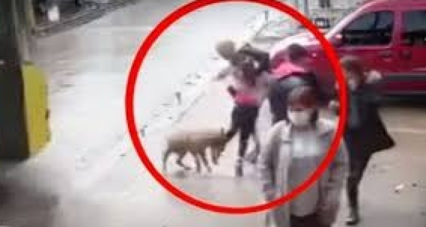 Acuchilló y mató a un pitbull luego de que el perro atacara a su hijo en la calle
