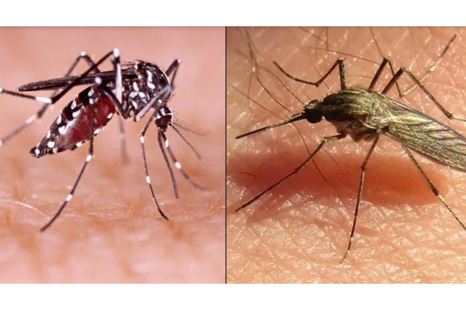 Invasión de mosquitos: cómo diferenciar las picaduras