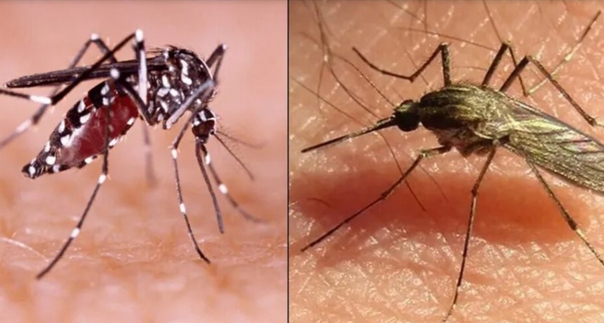 Invasión de mosquitos: cómo diferenciar las picaduras