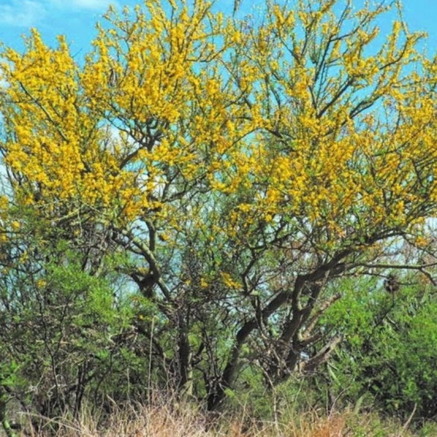 Después del temporal, volver la mirada hacia nuestra flora local, adaptada a los vientos de nuestra zona.
