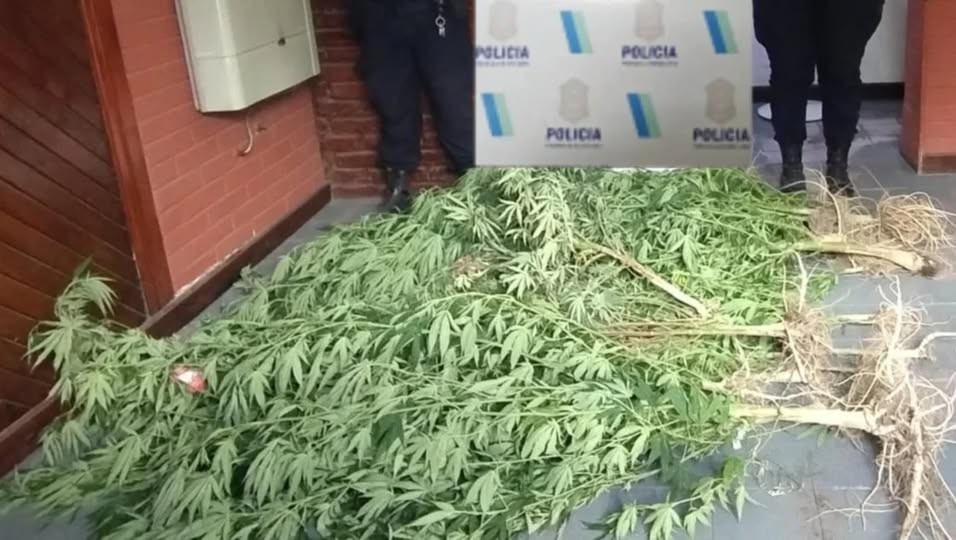 Buscaban un machete con el que amenazaron a un joven y encontraron plantas de marihuana