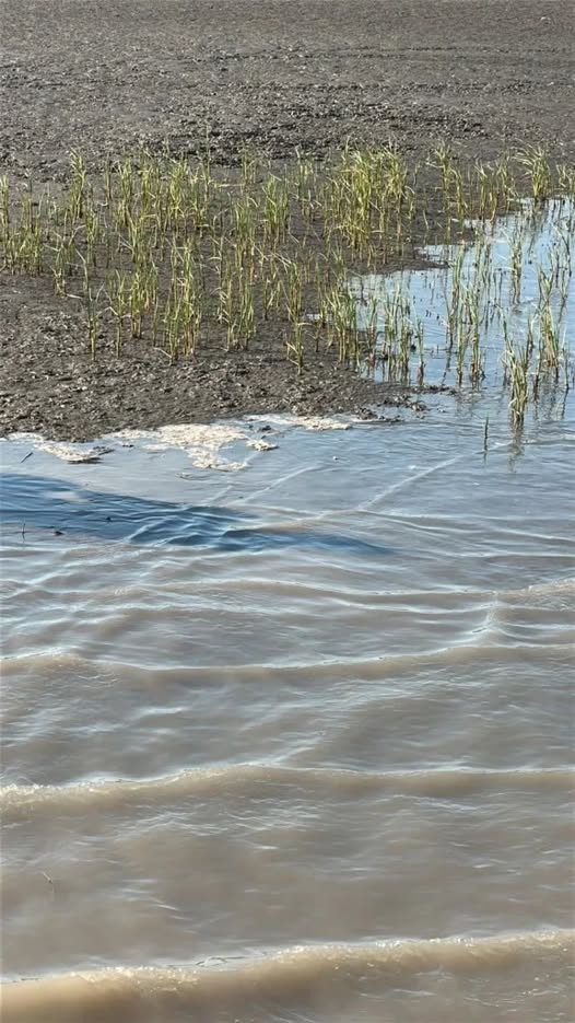 Derrame de petroleo en Puerto Rosales