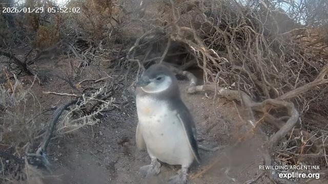 El CONICET lanza un nuevo streaming en vivo para observar pingüinos en la Patagonia