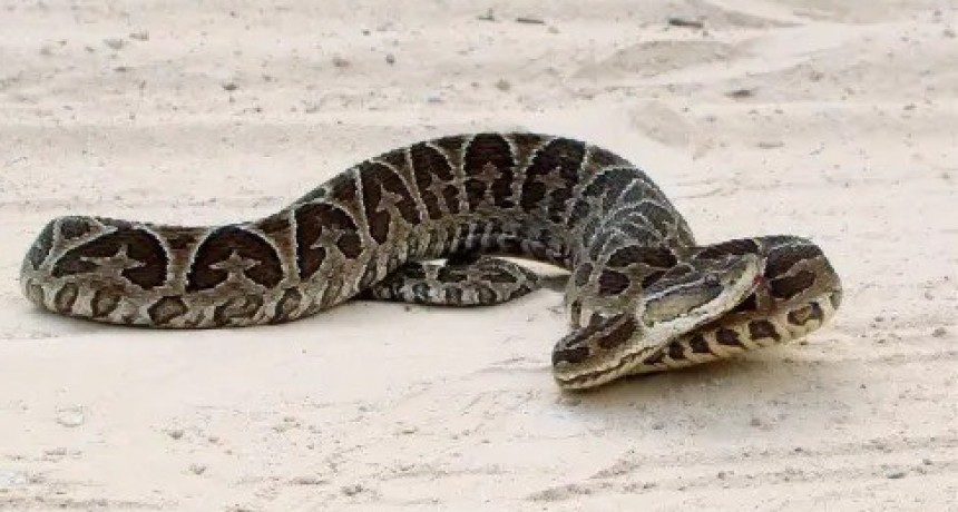 Picadura de yarará: la atención inmediata y correcta fue clave para salvar una vida