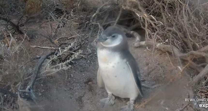 El CONICET lanza un nuevo streaming en vivo para observar pingüinos en la Patagonia