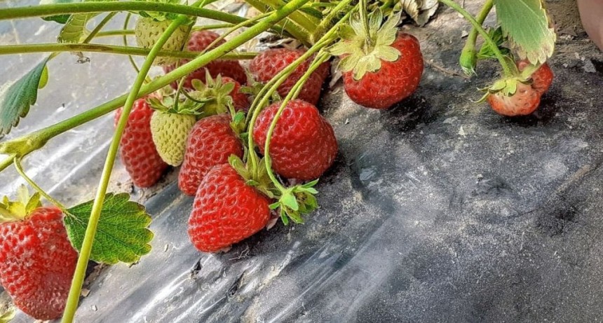 Asociación Vecinal Zona de Chacras: logró su primera producción de frutillas bajo cubierta