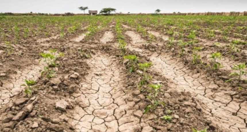 Los créditos especiales para productores afectados por la sequía ya superaron los $5.000 millones