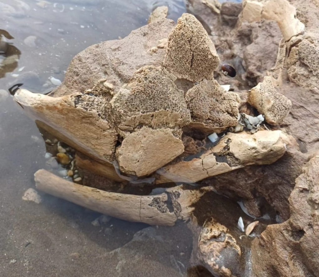 Hallazgo de Restos Fósiles en Pehuen Co