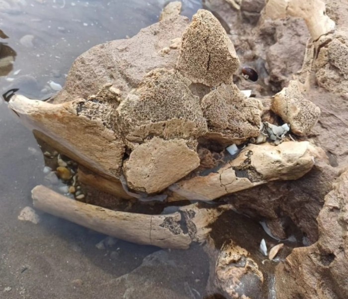 Hallazgo de Restos Fósiles en Pehuen Co