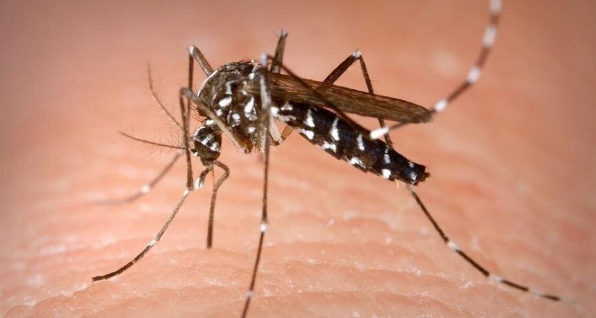 Récord de muertes por dengue: los 4 síntomas que encienden alarmas
