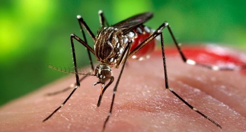 El Municipio refuerza la fumigación contra el Aedes y recuerda cómo extremar las medidas preventivas 