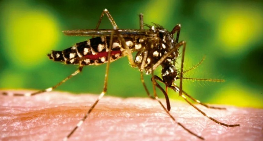 Protección Ciudadana continúa un intenso trabajo para controlar presencia de mosquito Aedes   