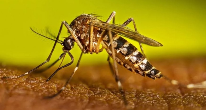 Detectan un nuevo caso de dengue en Bahía Blanca