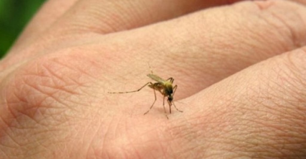 Alerta sanitaria por chikungunya: reportan 268 nuevos casos y advierten sobre un aumento sostenido