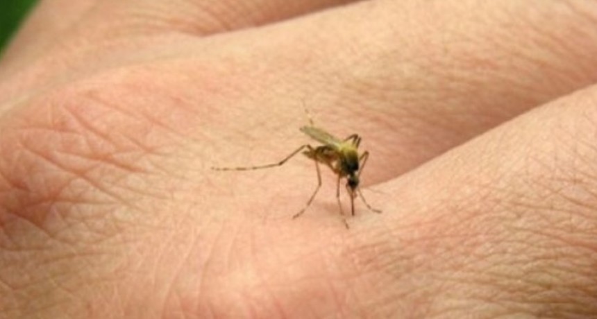 Alerta sanitaria por chikungunya: reportan 268 nuevos casos y advierten sobre un aumento sostenido