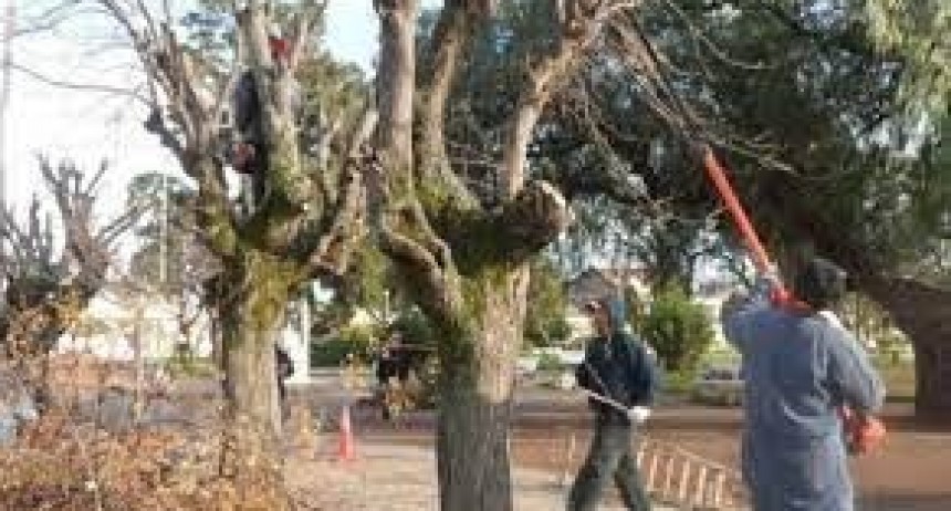 El período de poda será sólo para los meses de junio y julio con autorización municipal 
