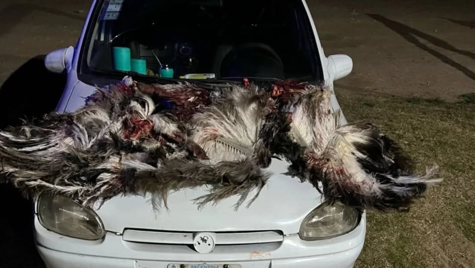 Aprehendieron a otro hombre por cazar ñandúes