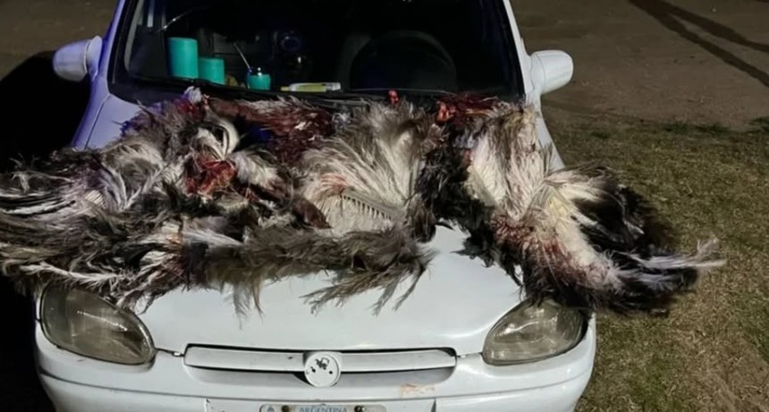 Aprehendieron a otro hombre por cazar ñandúes