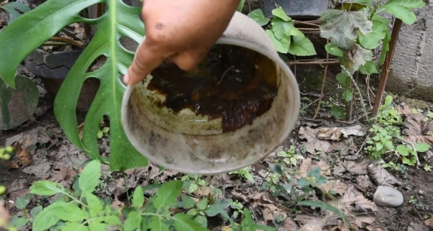 Continuidad en la Campaña contra el Dengue