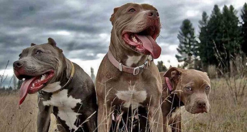 Ataque de Pitbulls: Atacaron a una familia mientras paseaba al hombre le arrancaron la oreja