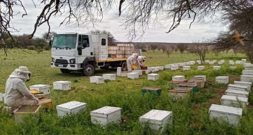 La Pampa entró como tercera productora de miel del país