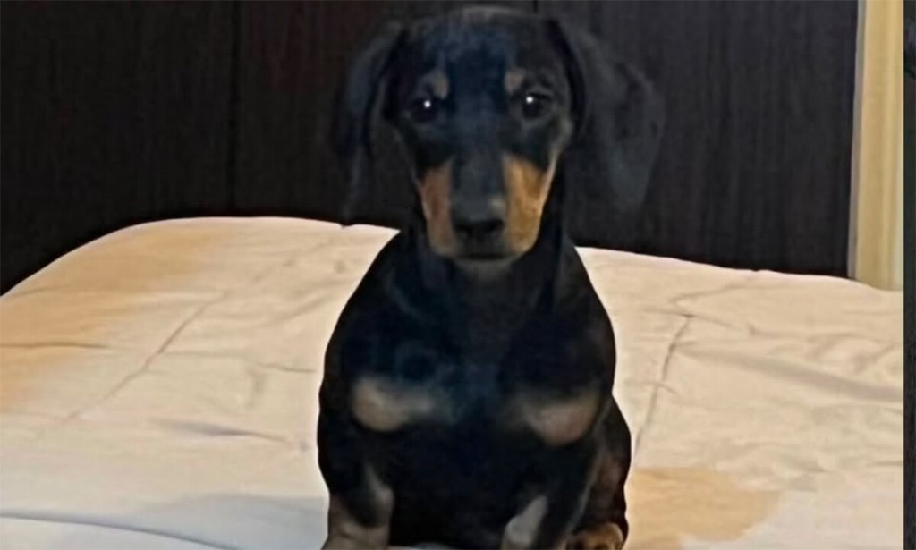 La justicia investiga el robo de un perro salchicha