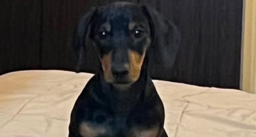 La justicia investiga el robo de un perro salchicha