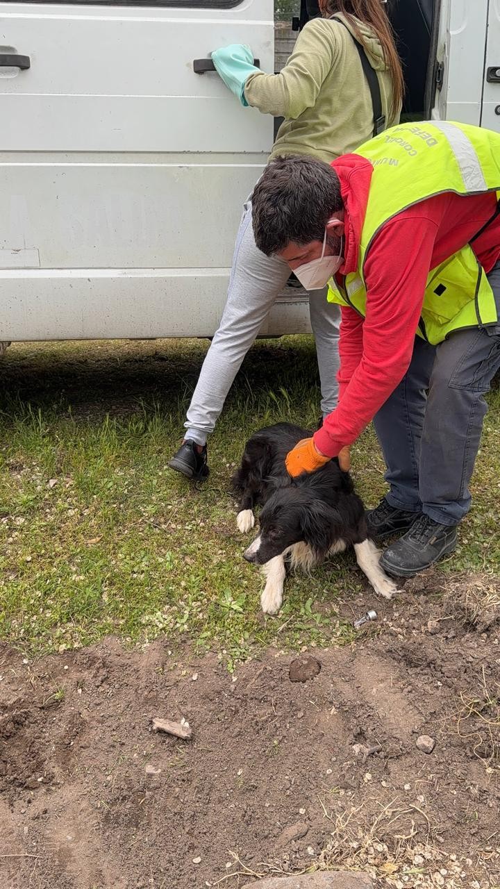 Punta Alta: rescataron a nueve perros durante un allanamiento por maltrato animal