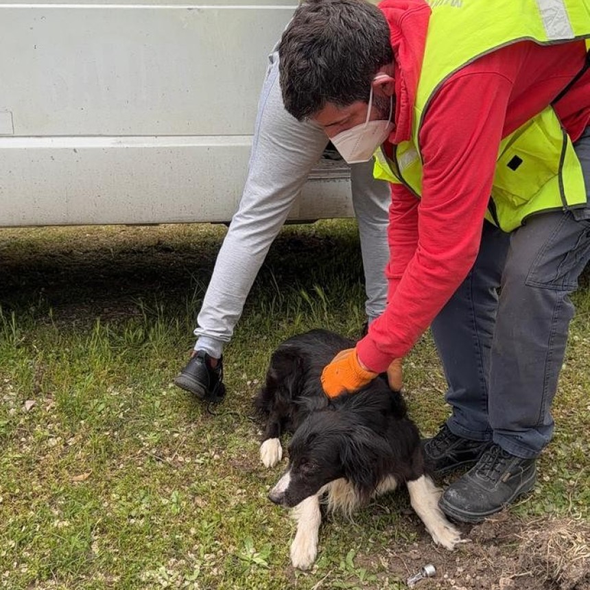 Punta Alta: rescataron a nueve perros durante un allanamiento por maltrato animal