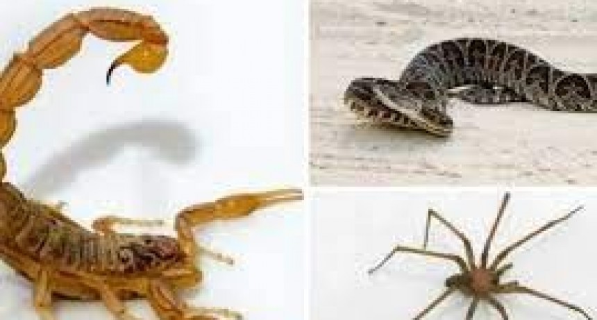 Taller de Prevencion y cuidados por presencia de Arañas,Alacranes y Viboras 