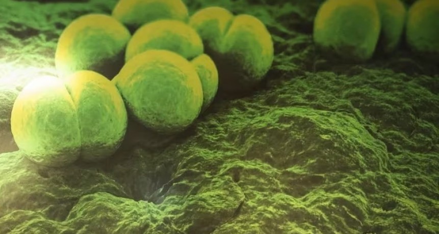 Salud informa la situación epidemiológica de streptococcus pyogenes